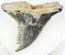 Large Hemipristis Shark Tooth Fossil #27010-1